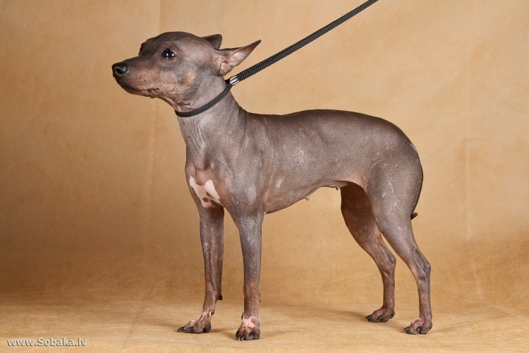 Порода собак американский голый терьер