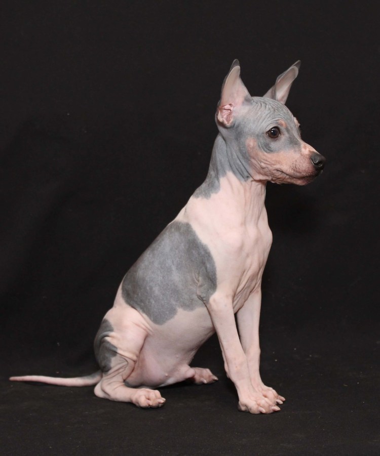 Английский лысый терьер