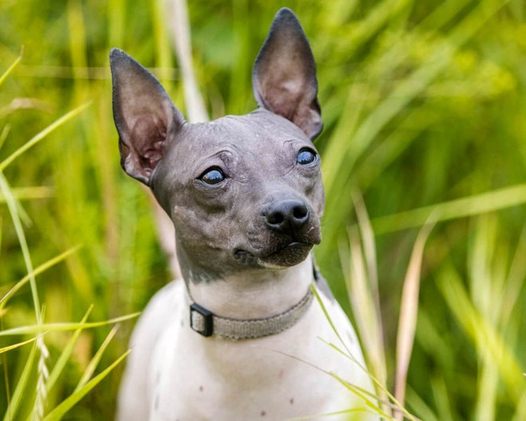 Американский терьер крысятник