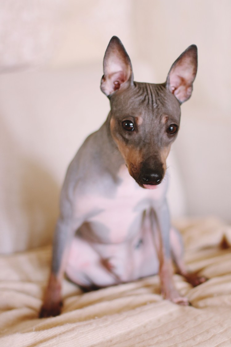 Терьер лысы1