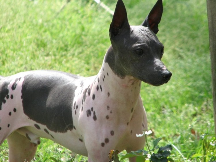 Лысый терьер