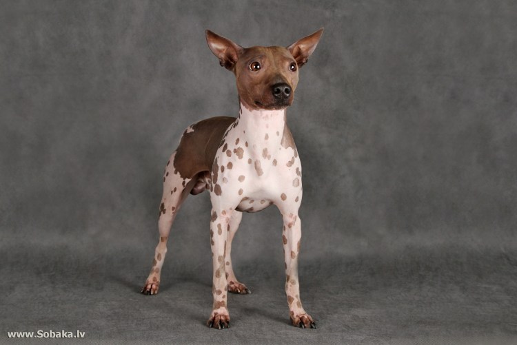 Американский бесшерстный терьер