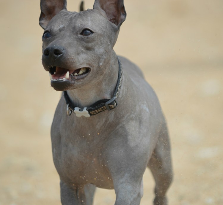 Американский бесшерстный терьер