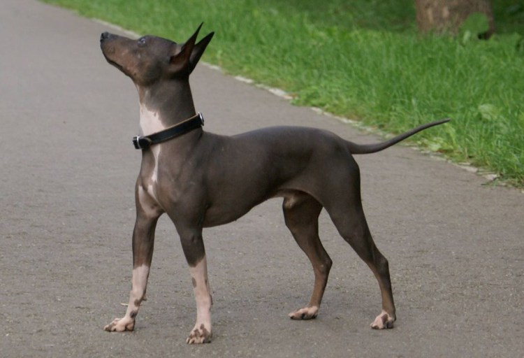 Американский голый терьер