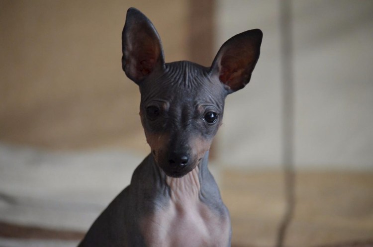 Лысый терьер