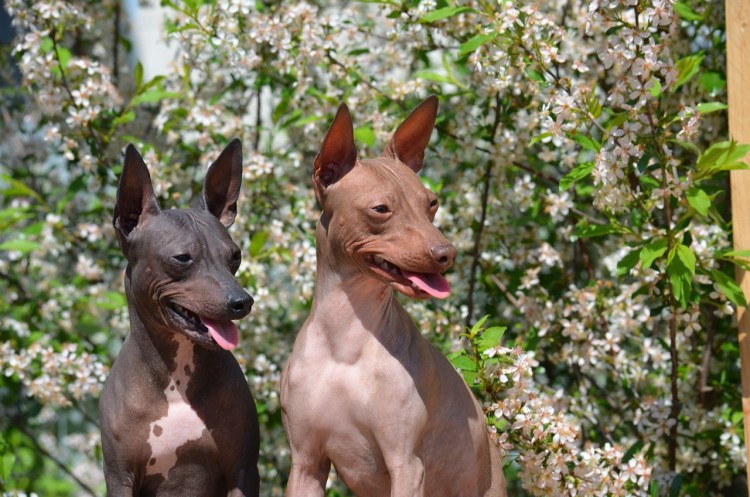 Американский лысый терьер ксолоитцкуинтли