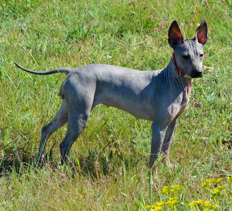 Американский голокожий терьер