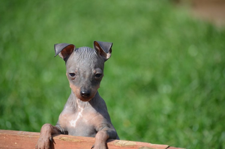 Американский бесшерстный терьер