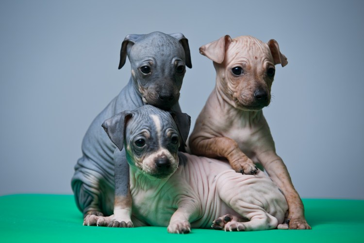 Американский лысый терьер ксолоитцкуинтли