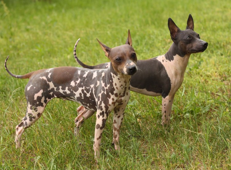 Американский Стефанский терьер