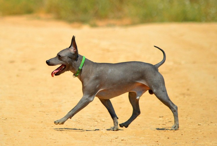 Американский голый терьер