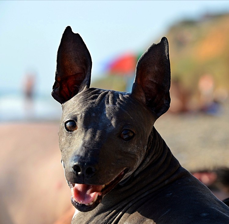 Британский лысый терьер