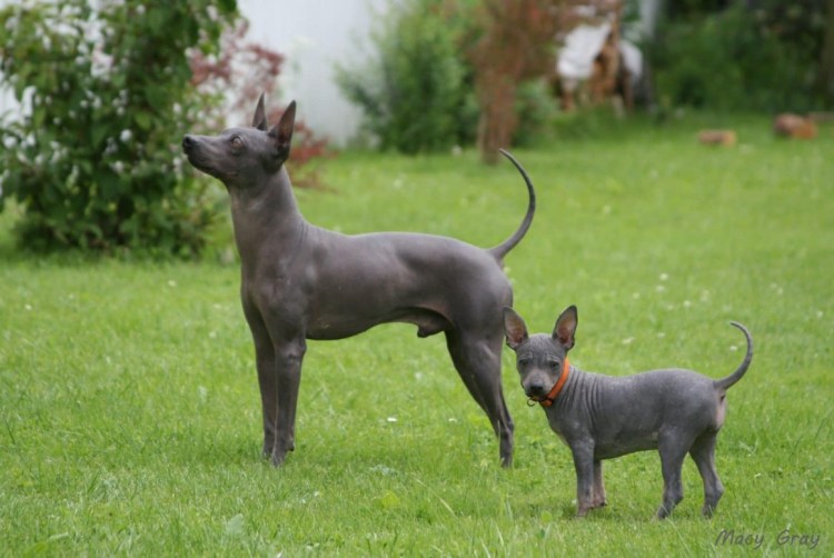 Американский терьер крысятник