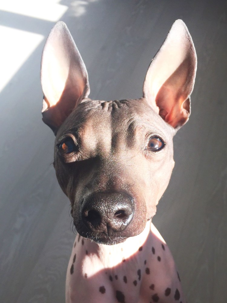 Лысый терьер