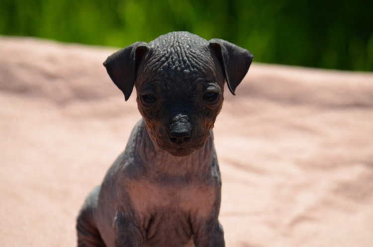 Американский бесшерстный терьер