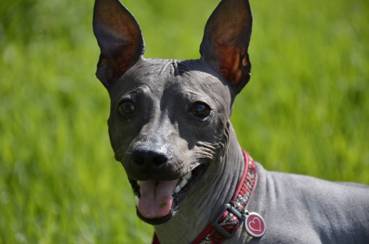 Голый терьер рыжий