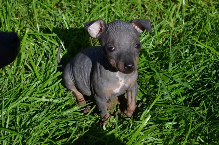 Американский терьер крысятник