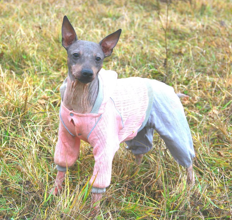 Лысая собака американский терьер