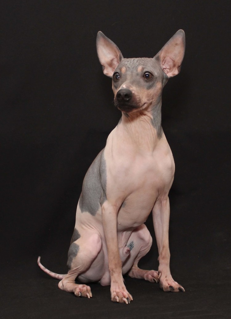 Американский терьер крысятник