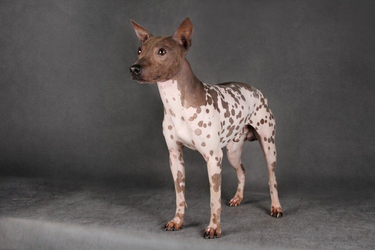 Американский бесшерстный терьер