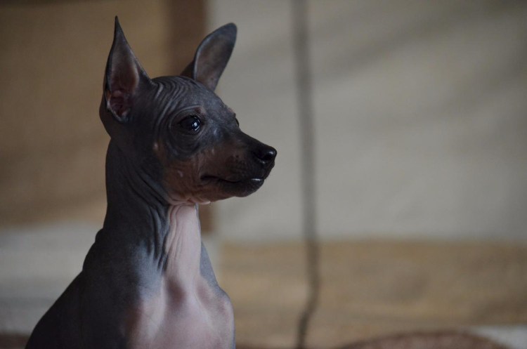 Щенок лысого терьера