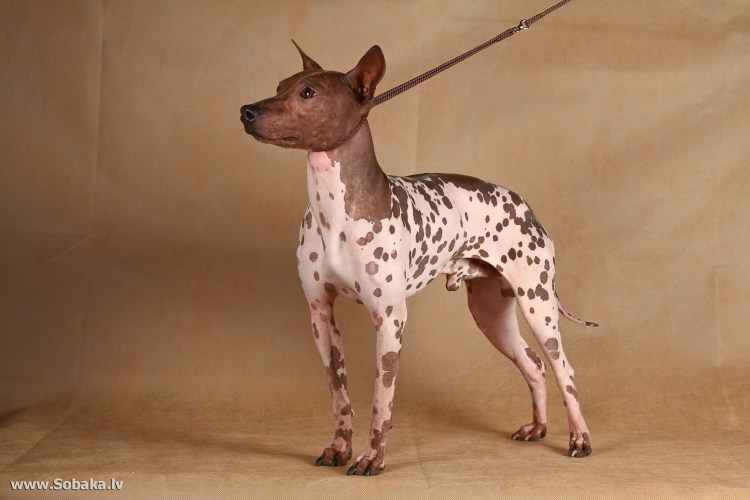 Американский голый терьер