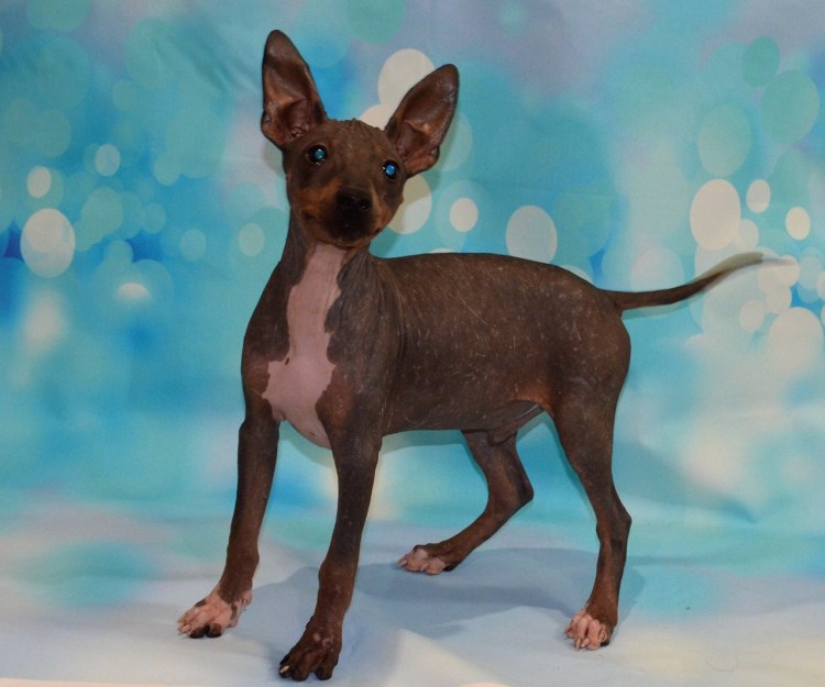 Маленький немецкий лысый терьер хохлатый