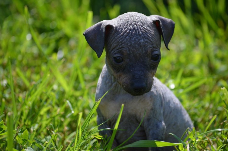 Американский лысый терьер ксолоитцкуинтли