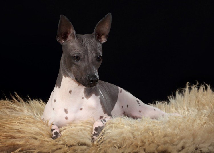 Американский лысый терьер ксолоитцкуинтли 4k