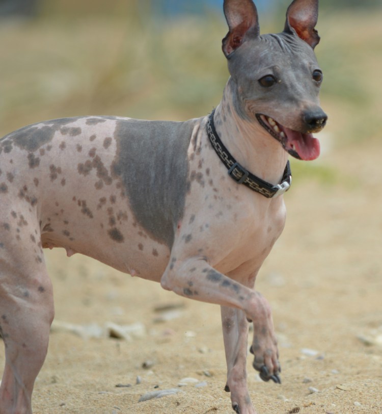 Американский терьер крысятник