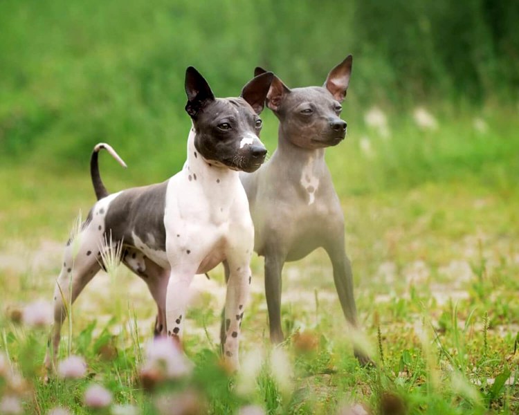 Американский терьер крысятник