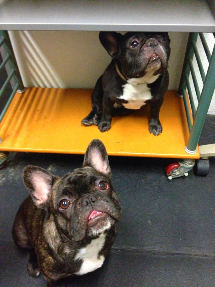 Метис с французским бульдог и Бигль