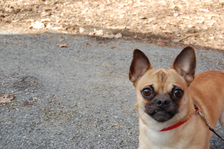 Французский бульдог и такса