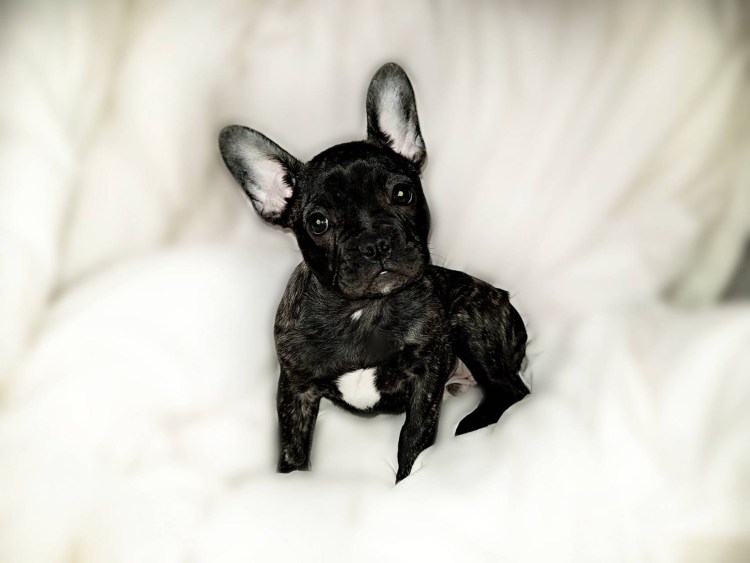 Boston Terrier французский бульдог