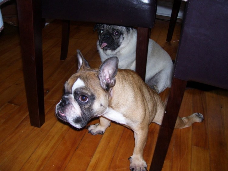 Метис французского бульдога