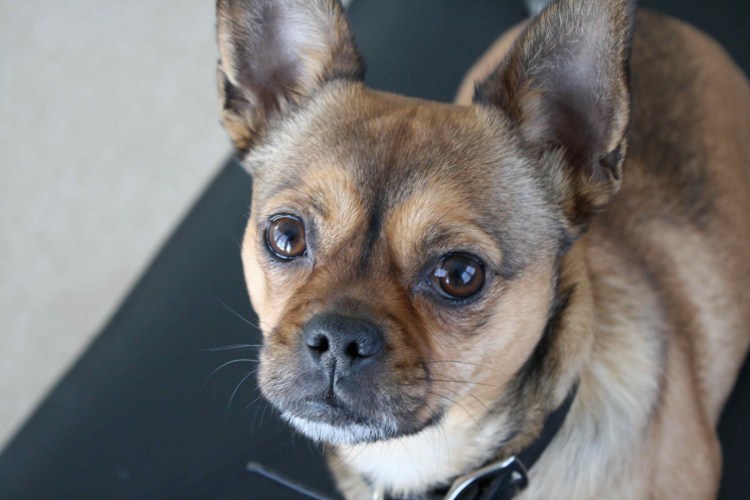 Метис МОПСА И таксы