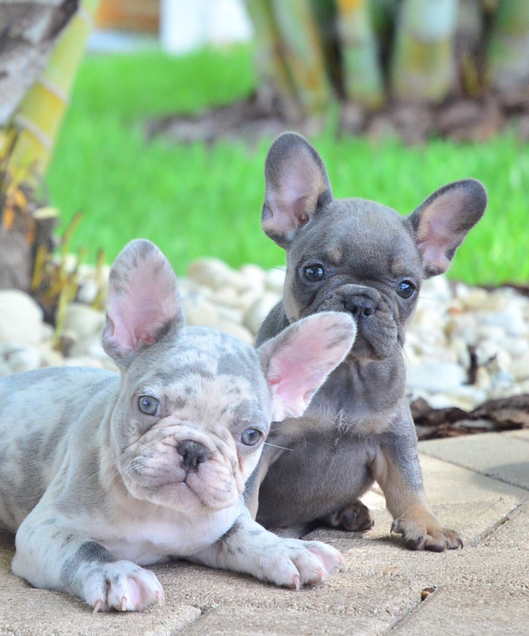 Йоркширский пудель