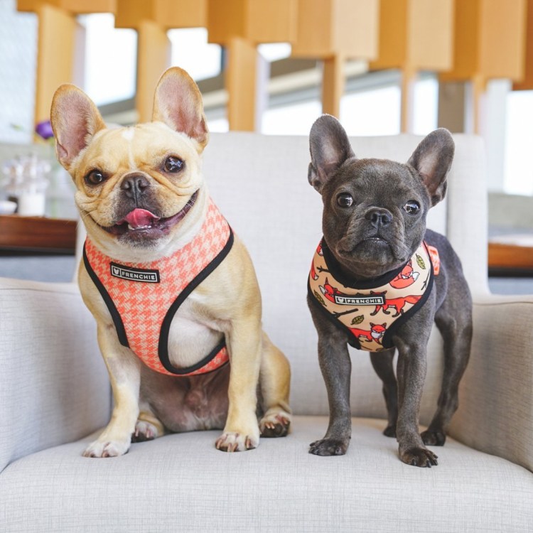 Помесь французского бульдога и чихуахуа