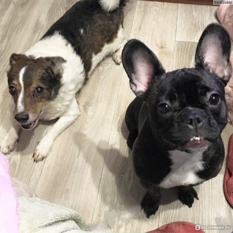 Метис французского бульдога и дворняги