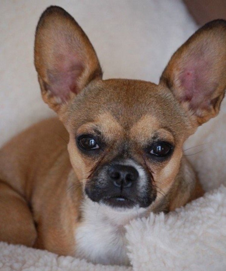 Метис французского бульдога и пинчера