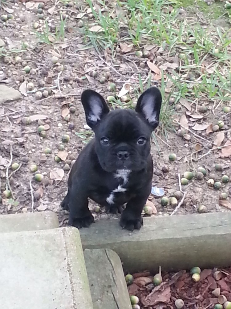 Бостон и французский бульдог