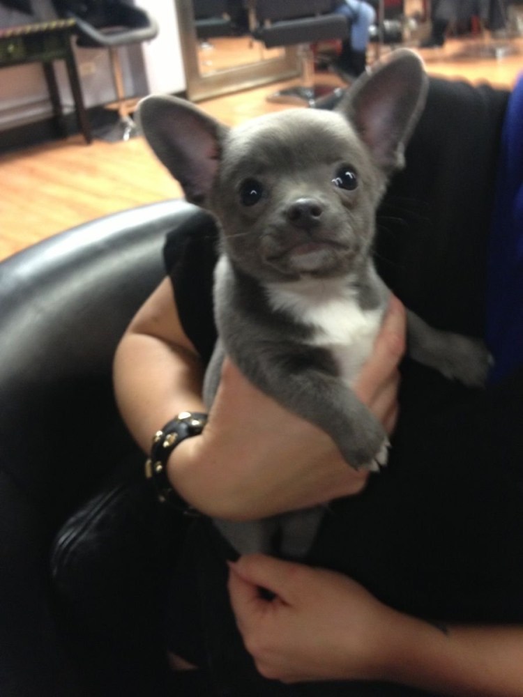 Метис чихуа и французского бульдога