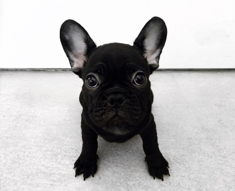 Лилово подпалый французский бульдог