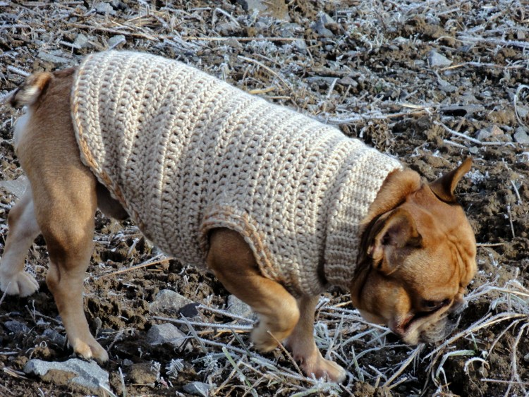 Вязанная одкжла доя собак