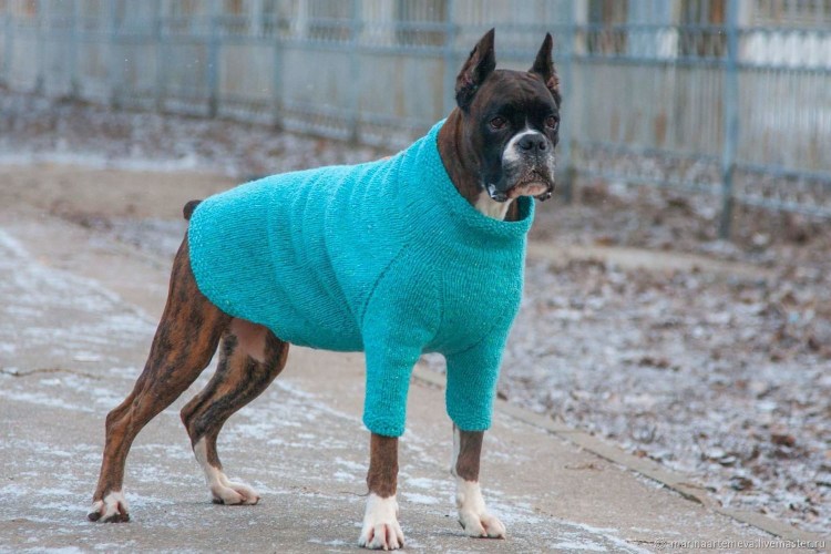 Свитер для собак