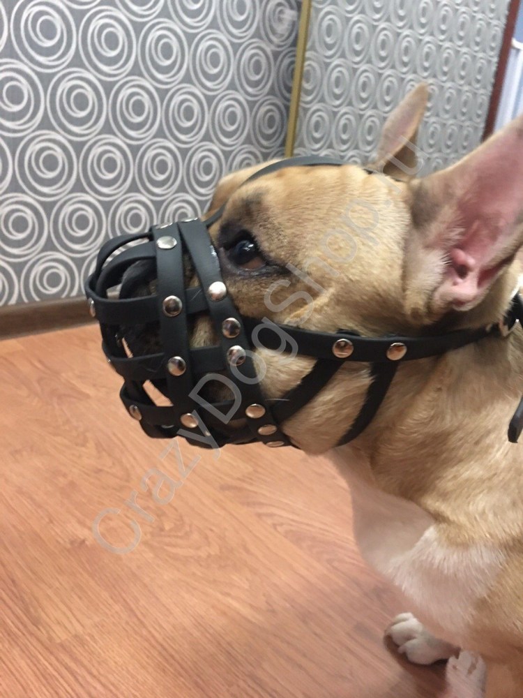 Намордник для Бостон терьера