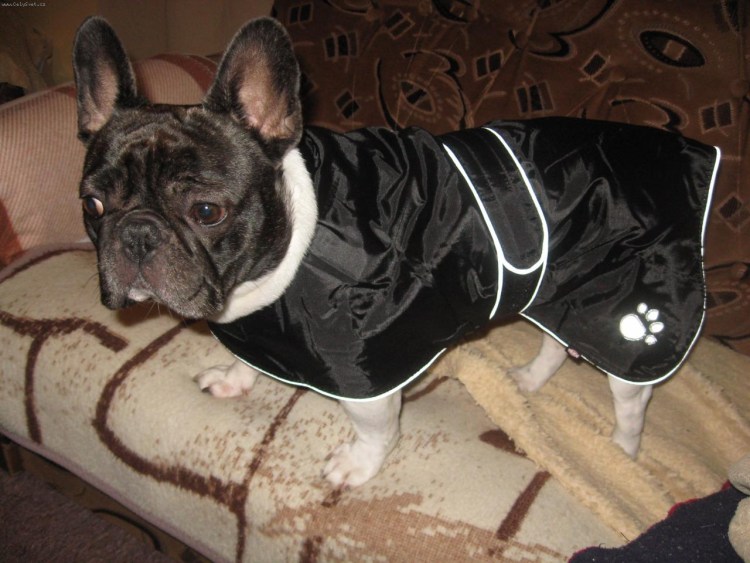 Бульдог йода