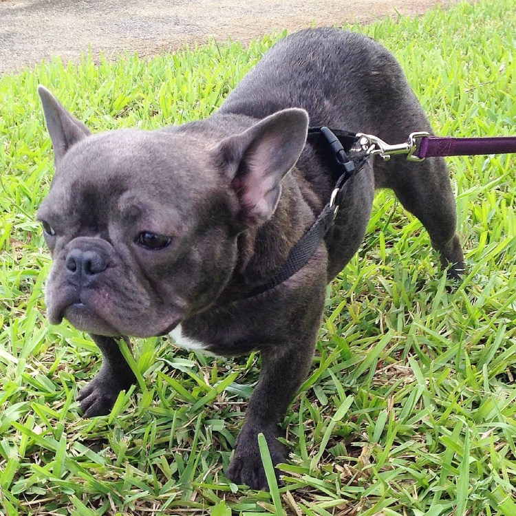 Шлейка Premium y-harness бульдог