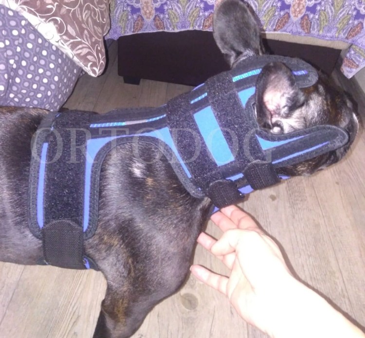 Веселые намордники для собак