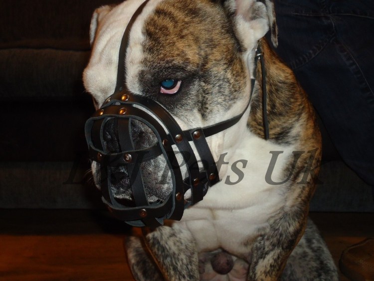 Размер переноски для французского бульдога